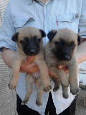 Vand ca?elu?i Ciobanesc Belgian Malinois, exemplare f. frumoase. foto