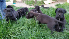 Vand catei Cane Corso foto