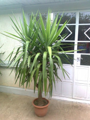 Planta ornamentala Yucca 180 Cm foto