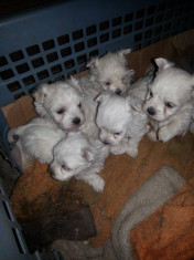 Pui Bichon Maltez (5 Bucati) foto