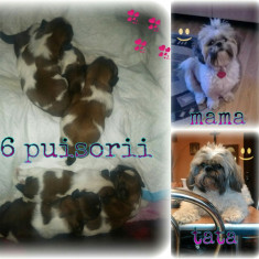 De vanzare puii de caine shih-tzu !!! foto