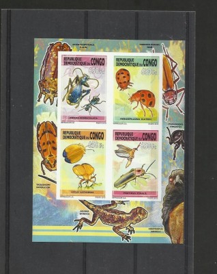 D.R.CONGO 2013 INSECTE - NEDANTELATE foto