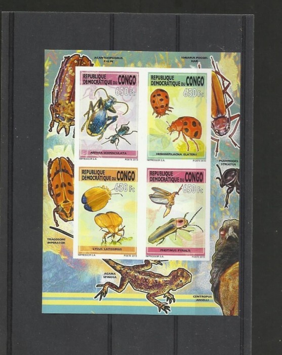 D.R.CONGO 2013 INSECTE - NEDANTELATE
