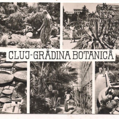 % carte postala (ilustrata) -CLUJ -Gradina botanica