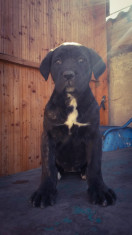 Cane Corso femela foto