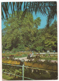 % carte postala (marca fixa) --BUZIAS -Parcul bailor