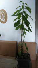 Arbore de cauciuc - planta de apartament foto