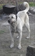 Pui kangal foto