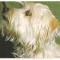 % carte postala (ilustrata) -CAINI-