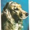 % carte postala (ilustrata) -CAINI-cocker spaniel auriu