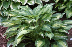 Hosta / Crin de Toamna sau crin de umbra SNAKE EYES foto