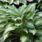 Hosta / Crin de Toamna sau crin de umbra SNAKE EYES