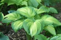 Hosta / Crin de Toamna sau crin de umbra WAR PAINT foto