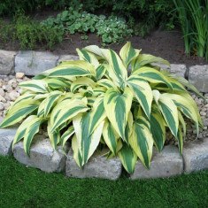 Hosta / Crin de Toamna sau crin de umbra Lakeside Dragonflye foto