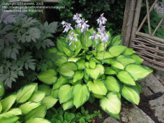 Hosta / Crin de Toamna sau crin de umbra. Gold Standard foto