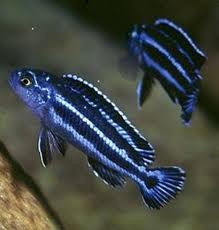 VAND CICLIDE AFRICANE-MELANOCHROMIS MAINGANO foto