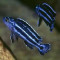 VAND CICLIDE AFRICANE-MELANOCHROMIS MAINGANO