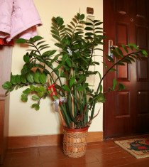 Zamioculcas - planta ornamentala foto