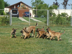 Pui Ciobanesc Belgian Malinois foto