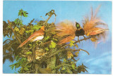 % carte postala (ilustrata)-PASAREA PARADISULUI-Fauna, Necirculata, Printata