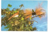 % carte postala (ilustrata)-PASAREA PARADISULUI-Fauna
