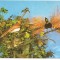 % carte postala (ilustrata)-PASAREA PARADISULUI-Fauna