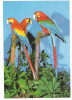 % carte postala (ilustrata)-PAPAGAL ARA-Fauna, Necirculata, Printata