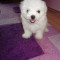 Vand pui Bichon Maltez