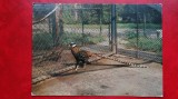 Vedere/ Carte postala - Gradina Zoologica - Fazan Regal
