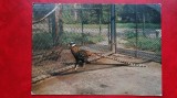 Vedere/ Carte postala - Gradina Zoologica - Fazan Regal, Circulata, Printata