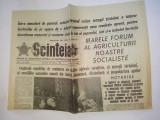 Ziar SCANTEIA - duminica, 22 februarie 1981 Nr. 11976