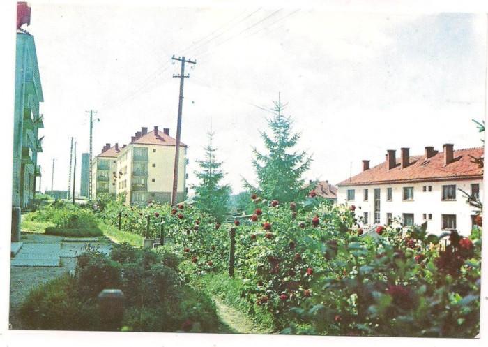 % carte postala (ilustrata)-HARGHITA-Vlahita