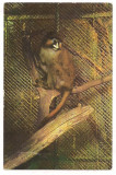 % carte postala (ilustrata)-BUCURESTI-Gradina zoologica-Cercopitec, Necirculata, Printata
