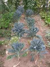 Vand seminte Iarba grasa/Varza Kale/Rucola foto