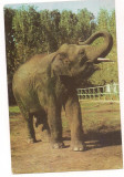 % carte postala (ilustrata)-BUCURESTI-Gradina zoologica-Elefant, Necirculata, Printata