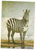% carte postala (ilustrata)-BUCURESTI-Gradina zoologica-Zebra Grant, Circulata, Printata