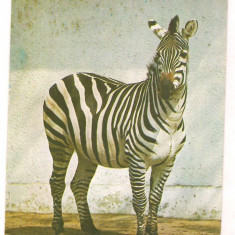 % carte postala (ilustrata)-BUCURESTI-Gradina zoologica-Zebra Grant