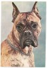 % carte postala (ilustrata)-CAINI-Boxer, Necirculata, Printata