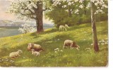 CPI (B5209) CARTE POSTALA - PEISAJ, POMI, OI, PASUNE, Necirculata, Printata