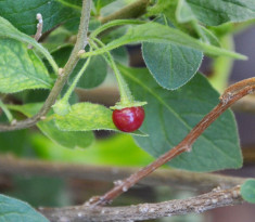 5 seminte Capsicum rhomboideum, un chilli rar. foto