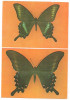 % carte postala (ilustrata)-FLUTURI-Achilides maackii tutanus din Japonia, Necirculata, Printata