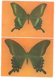 % carte postala (ilustrata)-FLUTURI-Achilides maackii tutanus din Japonia