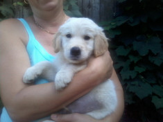 Catelusi Golden Retriever foto