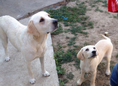 Labrador Retriever foto