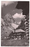 % carte postala (ilustrata)-BICAZ-CHEI-La poalele varfului Sugau