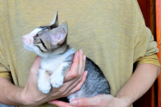 Rita - pisicuta pt adoptie foto