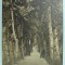 RAMNICU VALCEA - ALEEA DIN GRADINA ZAVOIU - SEPIA
