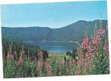 % carte postala-HARGHITA-Lacul Sf.Ana