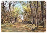 % carte postala-BUCURESTI-alee in Parcul Libertatii