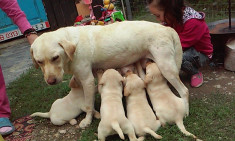 Pui de labrador foto